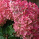 Vanilla Strawberry Hydrangea Flower 80 Seeds