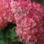 Vanilla Strawberry Hydrangea Flower 80 Seeds