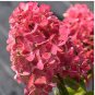 Vanilla Strawberry Hydrangea Flower 80 Seeds