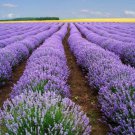 Lavender Imported Provence Bright Purple Lavandula Angustifolia Flower 200 Seeds