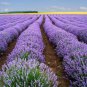 Lavender Imported Provence Bright Purple Lavandula Angustifolia Flower 200 Seeds