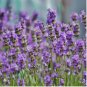 Lavender Imported Provence Bright Purple Lavandula Angustifolia Flower 200 Seeds