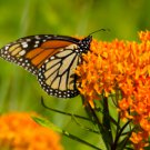 Butterfly Milkweed/Monarch Flower 800 Seeds