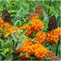 Butterfly Milkweed/Monarch Flower 800 Seeds