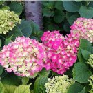 Mixed Climbing Hydrangea 100 Seeds