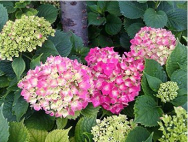 Mixed Climbing Hydrangea 100 Seeds