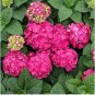 Mixed Climbing Hydrangea 100 Seeds
