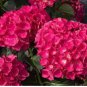 Mixed Climbing Hydrangea 100 Seeds