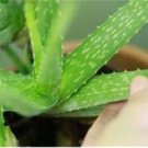 Green Aloe Vera Plants Edible Beauty Edible Cosmetic Vegetables 600 Seeds