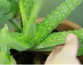 Green Aloe Vera Plants Edible Beauty Edible Cosmetic Vegetables 600 Seeds