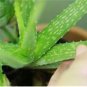 Green Aloe Vera Plants Edible Beauty Edible Cosmetic Vegetables 600 Seeds