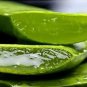 Green Aloe Vera Plants Edible Beauty Edible Cosmetic Vegetables 600 Seeds