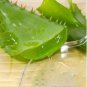 Green Aloe Vera Plants Edible Beauty Edible Cosmetic Vegetables 600 Seeds