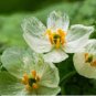 Heirloom Skeleton Flowers 400 Seeds