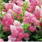 Vanilla Strawberry Hydrangea Flower Garden for Planting Flower Bonsai 40 Seeds