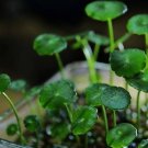 Aquarium Plants Bonsai Grass Water Aquatic Plant 1000 Seeds