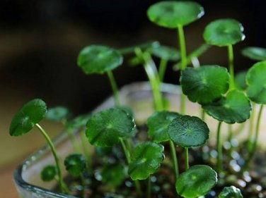 Aquarium Plants Bonsai Grass Water Aquatic Plant 1000 Seeds