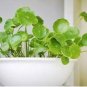 Aquarium Plants Bonsai Grass Water Aquatic Plant 1000 Seeds