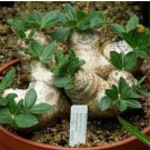 Fresh Real Pachypodium brevicaule 200 Seeds