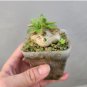 Fresh Real Pachypodium brevicaule 200 Seeds