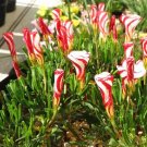Oxalis Versicolor Flores Bonsái 200 Seeds