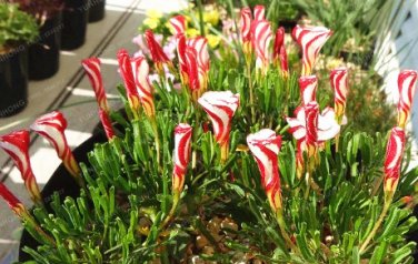 Oxalis Versicolor Flores Bons&Atilde;&iexcl;i 200 Seeds