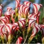 Oxalis Versicolor Flores Bons&Atilde;&iexcl;i 200 Seeds