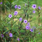 Mexican petunias 300 Seeds