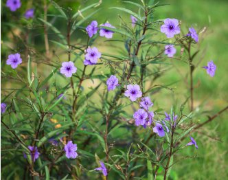 Mexican petunias 300 Seeds