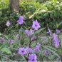 Mexican petunias 300 Seeds