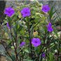 Mexican petunias 300 Seeds