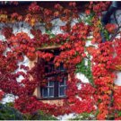 Boston Ivy Garden Climbing Creeper Plants Outdoor Wall Decor Plants 200 Seeds