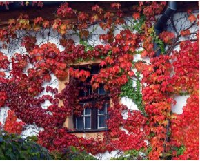 Boston Ivy Garden Climbing Creeper Plants Outdoor Wall Decor Plants 200 Seeds