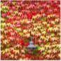 Boston Ivy Garden Climbing Creeper Plants Outdoor Wall Decor Plants 200 Seeds