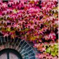 Boston Ivy Garden Climbing Creeper Plants Outdoor Wall Decor Plants 200 Seeds