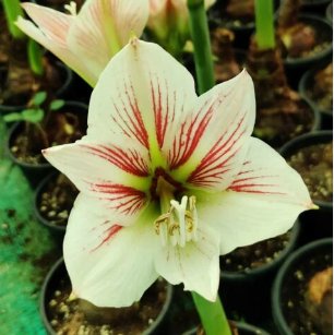 Real Amaryllis Flowers Not Bulbs 200 Seeds