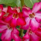 Desert Rose Verde Verde Ornamental Plants 2 Seeds