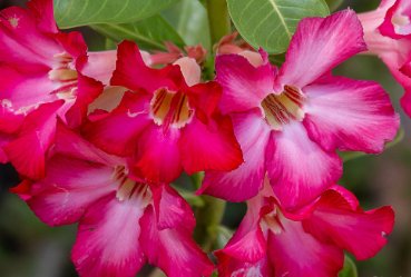 Desert Rose Verde Verde Ornamental Plants 2 Seeds