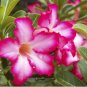 Desert Rose Verde Verde Ornamental Plants 2 Seeds