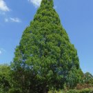 Dawn Redwood Tree Grove Metasequoia Glyptostroboides 200 Seeds