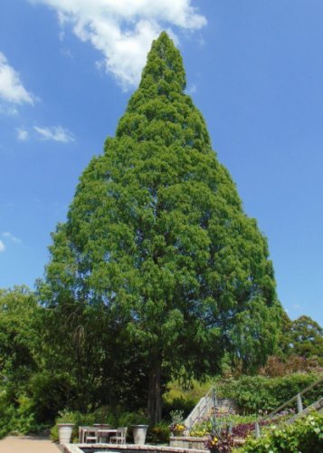 Dawn Redwood Tree Grove Metasequoia Glyptostroboides 200 Seeds