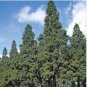 Dawn Redwood Tree Grove Metasequoia Glyptostroboides 200 Seeds