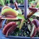 Giant Dionaea Muscipula Carnivorous Plants Fly Clip 200 Seeds