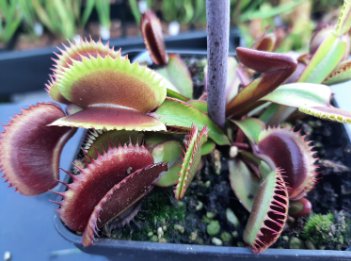 Giant Dionaea Muscipula Carnivorous Plants Fly Clip 200 Seeds