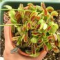 Giant Dionaea Muscipula Carnivorous Plants Fly Clip 200 Seeds