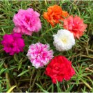 Moss Roses (Portulaca Grandiflora Mix) Flower Bonsai Plant 1000 Seeds