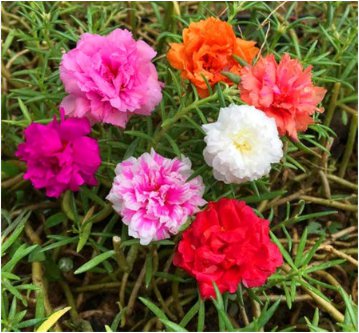 Moss Roses (Portulaca Grandiflora Mix) Flower Bonsai Plant 1000 Seeds