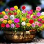 Moss Roses (Portulaca Grandiflora Mix) Flower Bonsai Plant 1000 Seeds