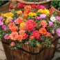 Moss Roses (Portulaca Grandiflora Mix) Flower Bonsai Plant 1000 Seeds