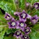 The Mandrake Mandragora Officinarum Mandrake Root 20 Seeds